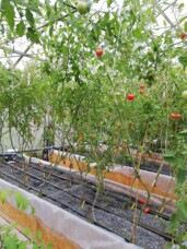 Vassbo tomatodling.jpg